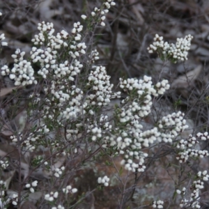 Cryptandra amara at Wanniassa, ACT - 24 Aug 2019