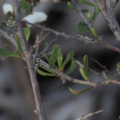 Cryptandra amara at Wanniassa, ACT - 24 Aug 2019