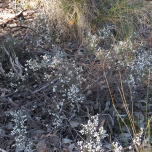 Cryptandra amara at Wanniassa, ACT - 24 Aug 2019