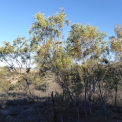 Acacia rubida (Red-stemmed Wattle, Red-leaved Wattle) at Yass River, NSW - 23 Aug 2019 by SenexRugosus