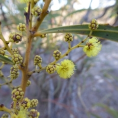 Acacia rubida at Yass River, NSW - 23 Aug 2019