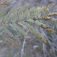 Acacia rubida at Yass River, NSW - 23 Aug 2019