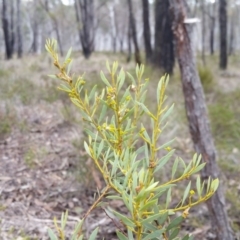 Acacia buxifolia subsp. buxifolia (Box-leaf Wattle) at Rugosa - 22 Aug 2019 by SenexRugosus