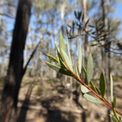 Acacia buxifolia subsp. buxifolia at Yass River, NSW - 22 Aug 2019