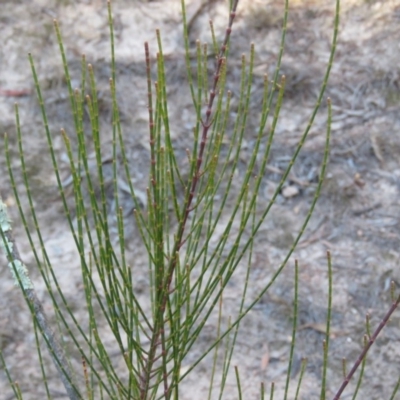 Allocasuarina verticillata (Drooping Sheoak) at Wanniassa Hill - 24 Aug 2019 by KumikoCallaway