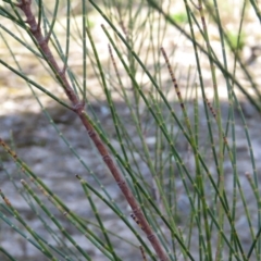 Allocasuarina verticillata at Fadden, ACT - 24 Aug 2019 03:28 PM