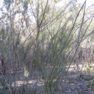 Allocasuarina verticillata at Fadden, ACT - 24 Aug 2019 03:28 PM