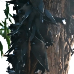 Artamus cyanopterus cyanopterus (Dusky Woodswallow) at Lake Ginninderra - 24 Aug 2019 by MattM