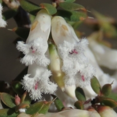 Leucopogon fletcheri subsp. brevisepalus (Twin Flower Beard-Heath) at Fadden, ACT - 24 Aug 2019 by KumikoCallaway