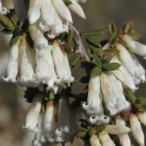 Leucopogon fletcheri subsp. brevisepalus at Fadden, ACT - 24 Aug 2019