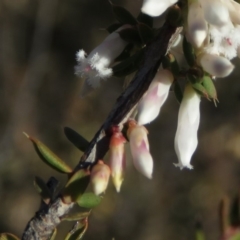 Styphelia fletcheri subsp. brevisepala at Fadden, ACT - 24 Aug 2019 03:37 PM