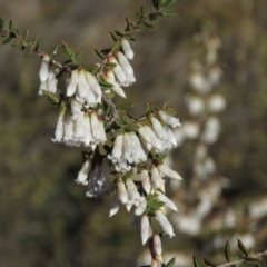 Styphelia fletcheri subsp. brevisepala at Fadden, ACT - 24 Aug 2019 03:37 PM