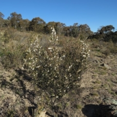 Styphelia fletcheri subsp. brevisepala at Fadden, ACT - 24 Aug 2019 03:37 PM