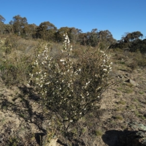 Styphelia fletcheri subsp. brevisepala at Fadden, ACT - 24 Aug 2019