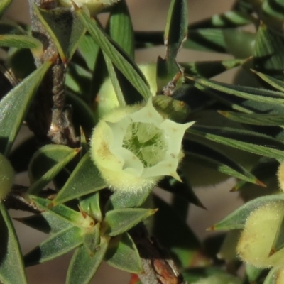 Melichrus urceolatus (Urn Heath) at Wanniassa Hill - 24 Aug 2019 by KumikoCallaway