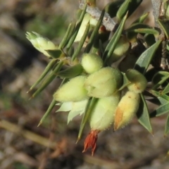 Melichrus urceolatus at Fadden, ACT - 24 Aug 2019 03:40 PM