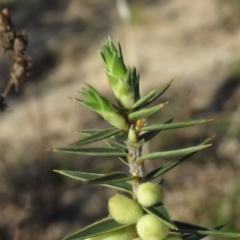 Melichrus urceolatus at Fadden, ACT - 24 Aug 2019 03:40 PM