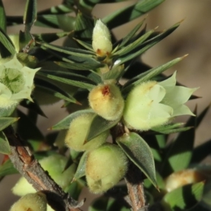 Melichrus urceolatus at Fadden, ACT - 24 Aug 2019 03:40 PM