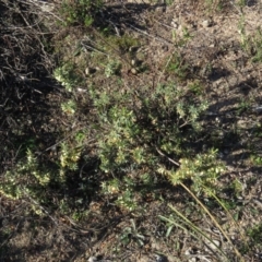 Melichrus urceolatus at Fadden, ACT - 24 Aug 2019 03:40 PM