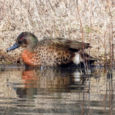 Anas castanea (Chestnut Teal) at Jerrabomberra Wetlands - 24 Aug 2019 by RodDeb