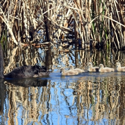 Cygnus atratus (Black Swan) at Fyshwick, ACT - 24 Aug 2019 by RodDeb