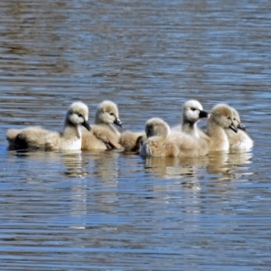 Cygnus atratus at Fyshwick, ACT - 24 Aug 2019