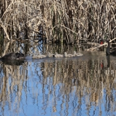 Cygnus atratus at Fyshwick, ACT - 24 Aug 2019