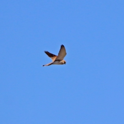 Falco cenchroides (Nankeen Kestrel) at Fyshwick, ACT - 24 Aug 2019 by RodDeb