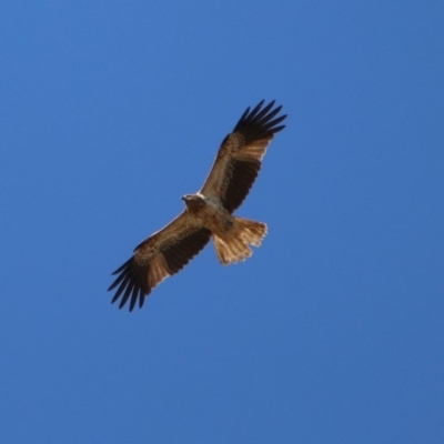 Haliastur sphenurus (Whistling Kite) at Jerrabomberra Wetlands - 24 Aug 2019 by RodDeb
