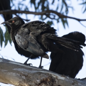 Corcorax melanorhamphos at Michelago, NSW - 13 May 2019 03:23 PM