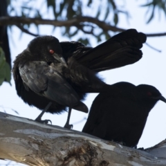 Corcorax melanorhamphos at Michelago, NSW - 13 May 2019 03:23 PM