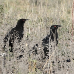 Corcorax melanorhamphos at Michelago, NSW - 13 May 2019 03:23 PM