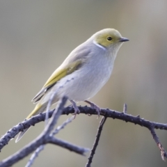 Ptilotula penicillata (White-plumed Honeyeater) at Illilanga & Baroona - 9 Jun 2019 by Illilanga