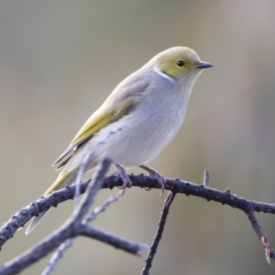 Ptilotula penicillata (White-plumed Honeyeater) at Illilanga & Baroona - 9 Jun 2019 by Illilanga