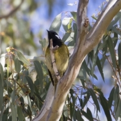 Nesoptilotis leucotis (White-eared Honeyeater) at Illilanga & Baroona - 21 Jun 2019 by Illilanga