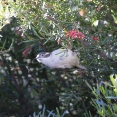 Melithreptus brevirostris (Brown-headed Honeyeater) at Illilanga & Baroona - 3 May 2019 by Illilanga