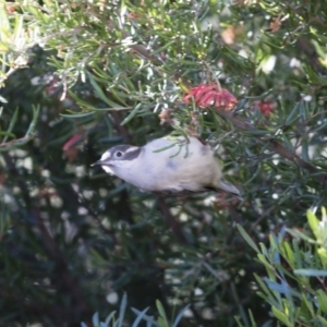 Melithreptus brevirostris at Michelago, NSW - 4 May 2019 08:29 AM