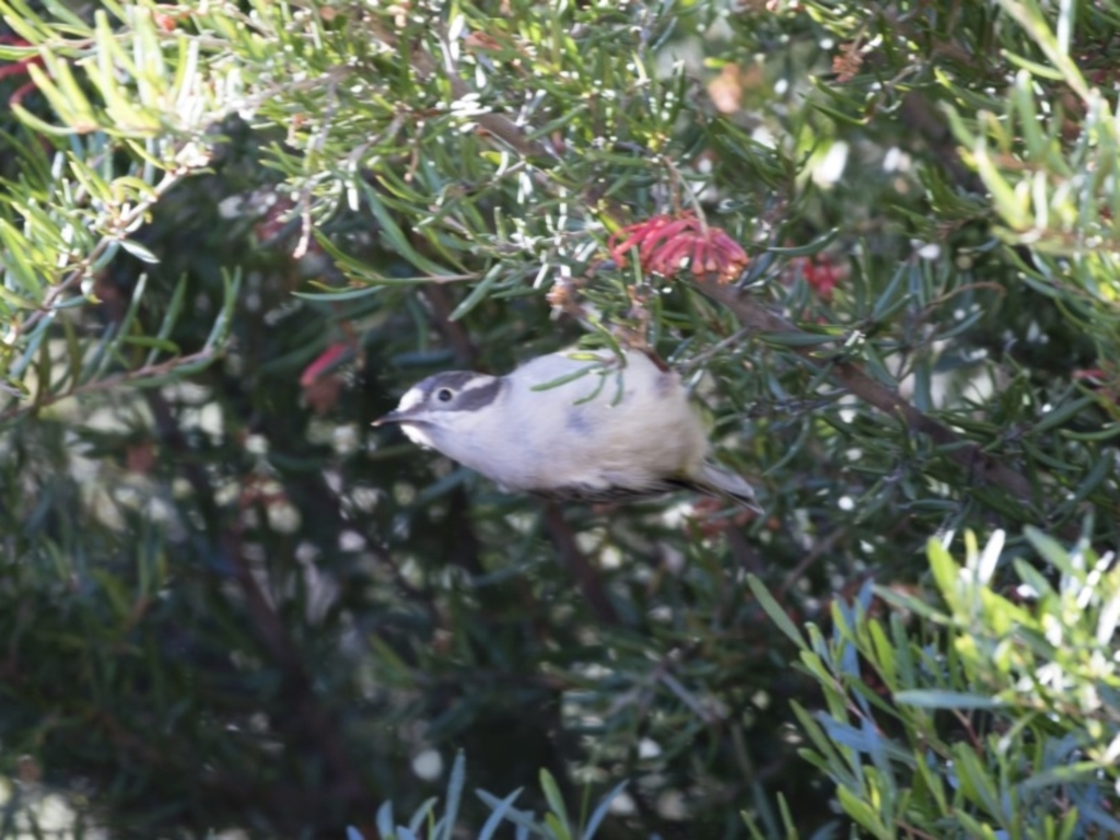 Melithreptus brevirostris at Michelago, NSW - 4 May 2019