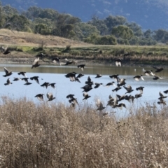 Sturnus vulgaris (Common Starling) at Illilanga & Baroona - 12 May 2019 by Illilanga