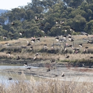 Sturnus vulgaris at Michelago, NSW - 12 May 2019