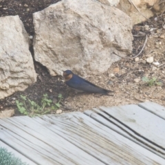 Hirundo neoxena (Welcome Swallow) at Illilanga & Baroona - 25 Oct 2014 by Illilanga