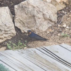 Hirundo neoxena at Michelago, NSW - 25 Oct 2014 05:05 PM