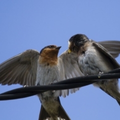 Hirundo neoxena (Welcome Swallow) at Michelago, NSW - 7 Dec 2014 by Illilanga