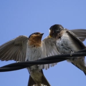 Hirundo neoxena at Michelago, NSW - 7 Dec 2014 01:50 PM