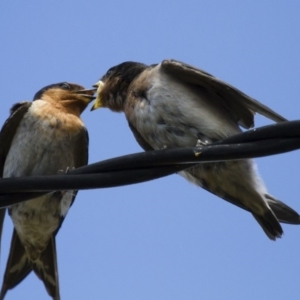 Hirundo neoxena at Michelago, NSW - 7 Dec 2014 01:50 PM