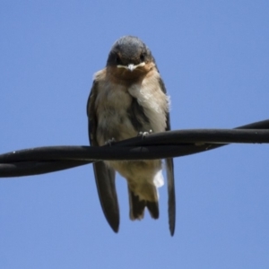 Hirundo neoxena at Michelago, NSW - 7 Dec 2014