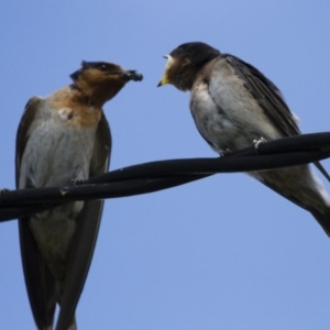 Hirundo neoxena at Michelago, NSW - 7 Dec 2014