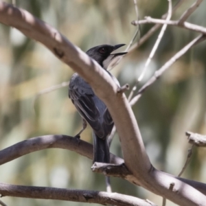 Pachycephala rufiventris at Michelago, NSW - 12 Jan 2019