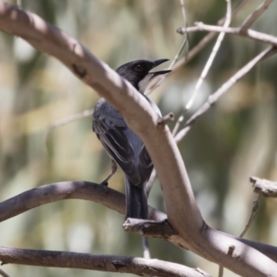 Pachycephala rufiventris (Rufous Whistler) at Illilanga & Baroona - 12 Jan 2019 by Illilanga