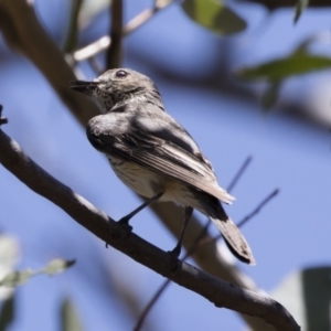 Pachycephala rufiventris at Michelago, NSW - 12 Jan 2019